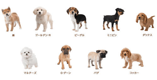 「スマブラ 3DS WiiU」の3DS専用のステージ「子犬がいるリビング」に登場する犬の種類は5種類ほどで、猫もいることを発表しています