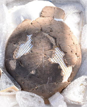 任天堂の資料館の建設工事中に、弥生時代の土器が発見されたというものです